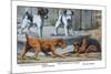 Fox Terrier-Louis Agassiz Fuertes-Mounted Art Print
