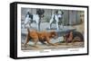 Fox Terrier-Louis Agassiz Fuertes-Framed Stretched Canvas