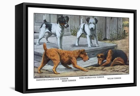 Fox Terrier-Louis Agassiz Fuertes-Framed Stretched Canvas
