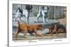 Fox Terrier-Louis Agassiz Fuertes-Stretched Canvas