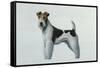 Fox Terrier-Harro Maass-Framed Stretched Canvas