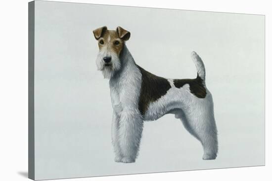 Fox Terrier-Harro Maass-Stretched Canvas