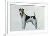 Fox Terrier-Harro Maass-Framed Giclee Print