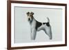 Fox Terrier-Harro Maass-Framed Giclee Print