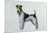 Fox Terrier-Harro Maass-Mounted Giclee Print
