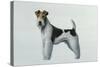 Fox Terrier-Harro Maass-Stretched Canvas