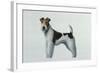 Fox Terrier-Harro Maass-Framed Giclee Print