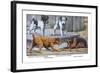 Fox Terrier-Louis Agassiz Fuertes-Framed Art Print