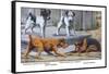 Fox Terrier-Louis Agassiz Fuertes-Framed Stretched Canvas