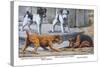 Fox Terrier-Louis Agassiz Fuertes-Stretched Canvas