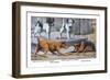 Fox Terrier-Louis Agassiz Fuertes-Framed Art Print