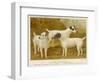 Fox Terriers Rough and Smooth-Vero Shaw-Framed Photographic Print