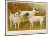 Fox Terriers Rough and Smooth-Vero Shaw-Mounted Photographic Print