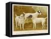 Fox Terriers Rough and Smooth-Vero Shaw-Framed Stretched Canvas