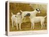 Fox Terriers Rough and Smooth-Vero Shaw-Stretched Canvas