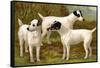 Fox Terriers-Vero Shaw-Framed Stretched Canvas