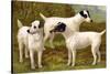 Fox Terriers-Vero Shaw-Stretched Canvas