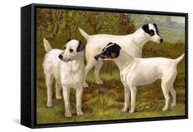 Fox Terriers-Vero Shaw-Framed Stretched Canvas