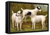 Fox Terriers-Vero Shaw-Framed Stretched Canvas