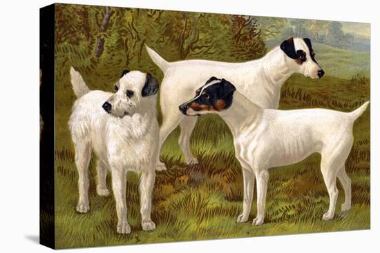 Fox Terriers-Vero Shaw-Stretched Canvas