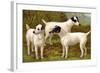 Fox Terriers-Vero Shaw-Framed Art Print