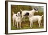 Fox Terriers-Vero Shaw-Framed Art Print