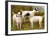 Fox Terriers-Vero Shaw-Framed Art Print