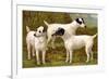 Fox Terriers-Vero Shaw-Framed Premium Giclee Print