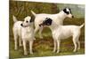 Fox Terriers-Vero Shaw-Mounted Premium Giclee Print