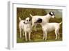 Fox Terriers-Vero Shaw-Framed Art Print