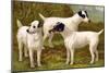 Fox Terriers-Vero Shaw-Mounted Art Print