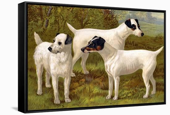 Fox Terriers-Vero Shaw-Framed Stretched Canvas