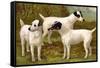 Fox Terriers-Vero Shaw-Framed Stretched Canvas