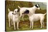 Fox Terriers-Vero Shaw-Stretched Canvas