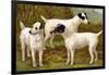 Fox Terriers-Vero Shaw-Framed Art Print