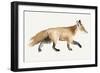 Fox Trot II-Grace Popp-Framed Art Print