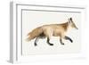 Fox Trot II-Grace Popp-Framed Premium Giclee Print