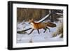 Fox Trot - Red Fox-Wilhelm Goebel-Framed Giclee Print