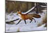 Fox Trot - Red Fox-Wilhelm Goebel-Mounted Giclee Print