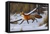 Fox Trot - Red Fox-Wilhelm Goebel-Framed Stretched Canvas