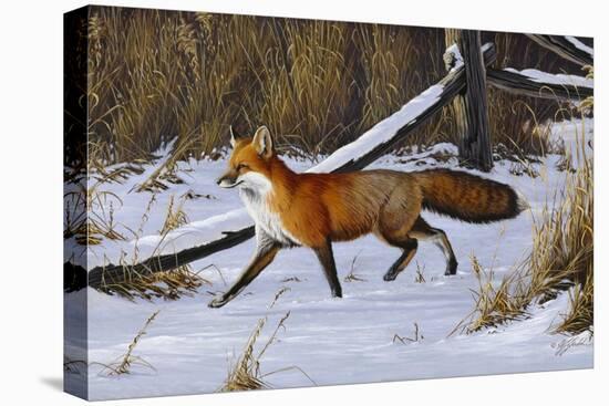 Fox Trot - Red Fox-Wilhelm Goebel-Stretched Canvas