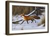 Fox Trot - Red Fox-Wilhelm Goebel-Framed Premium Giclee Print