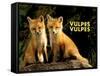 Fox (Vulpes Vulpes)-Adam Jones-Framed Stretched Canvas