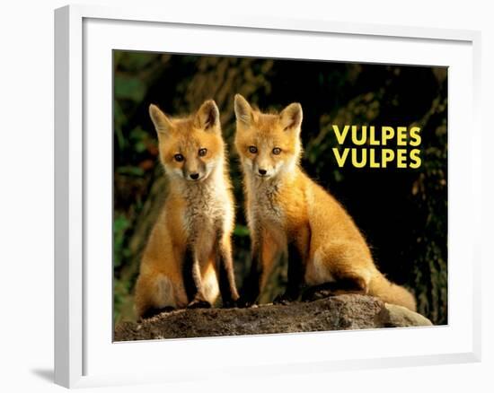 Fox (Vulpes Vulpes)-Adam Jones-Framed Art Print