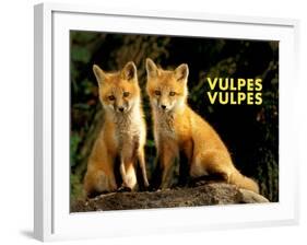 Fox (Vulpes Vulpes)-Adam Jones-Framed Art Print