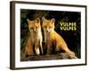 Fox (Vulpes Vulpes)-Adam Jones-Framed Art Print