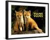 Fox (Vulpes Vulpes)-Adam Jones-Framed Art Print