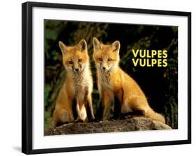 Fox (Vulpes Vulpes)-Adam Jones-Framed Art Print