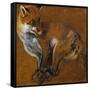 Fox with Legs Tied, by Alexandre-Francois Desportes (1661-1743), France, 18th Century-Alexandre-Francois Desportes-Framed Stretched Canvas