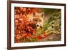 Fox-Robert Adamec-Framed Art Print